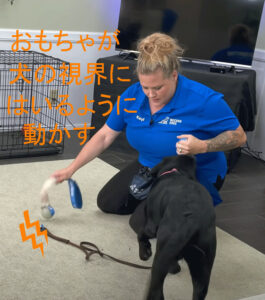おもちゃが犬の視界に入るように動かす