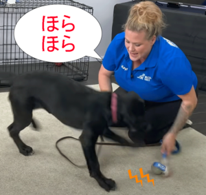 おもちゃを動かす(ほらほら)