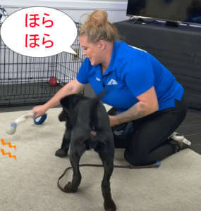 おもちゃを動かす1(ほらほら)