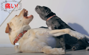 痛いと主張する成犬