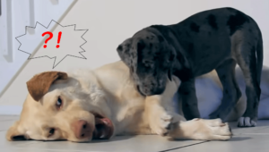噛まれてビックリする犬