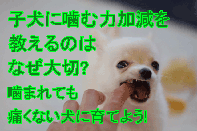 子犬に噛む力加減を教えるのはなぜ大切なの 噛まれても痛くない犬に育てよう タロウと共に歩むキセキ