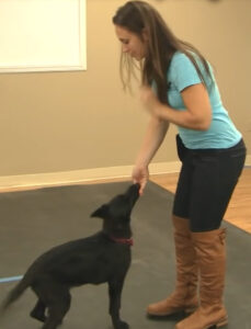 犬の鼻の前にフードをかざす。