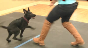 犬の前にフードをかざさなくても大丈夫。