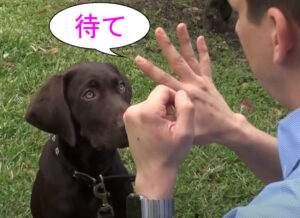 手を広げて「待て」をいう。