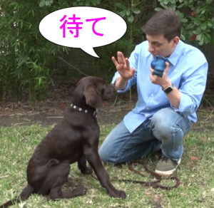 おもちゃを持ち待てを言う。