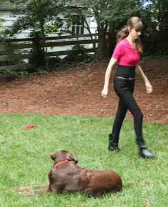 犬の周りを歩く。