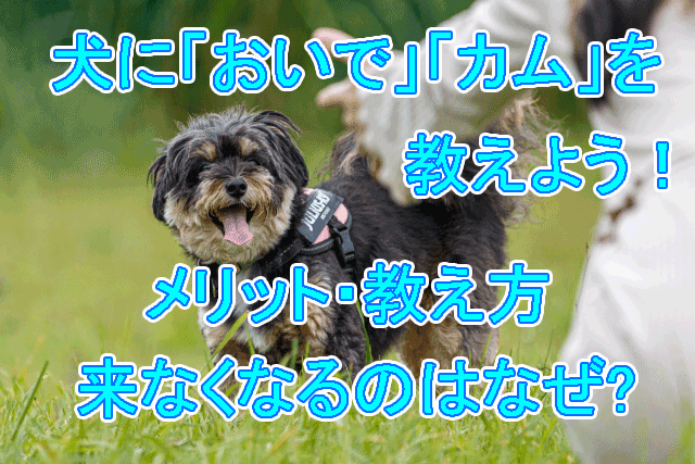 犬に「おいで」「カム」を教えよう！メリット・教え方 | 来