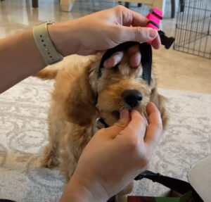 子犬のハーネスのつけ方