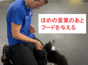 ほめの言葉のあとフードを与える