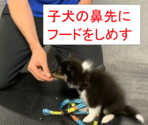 子犬の鼻先にフードをしめす。
