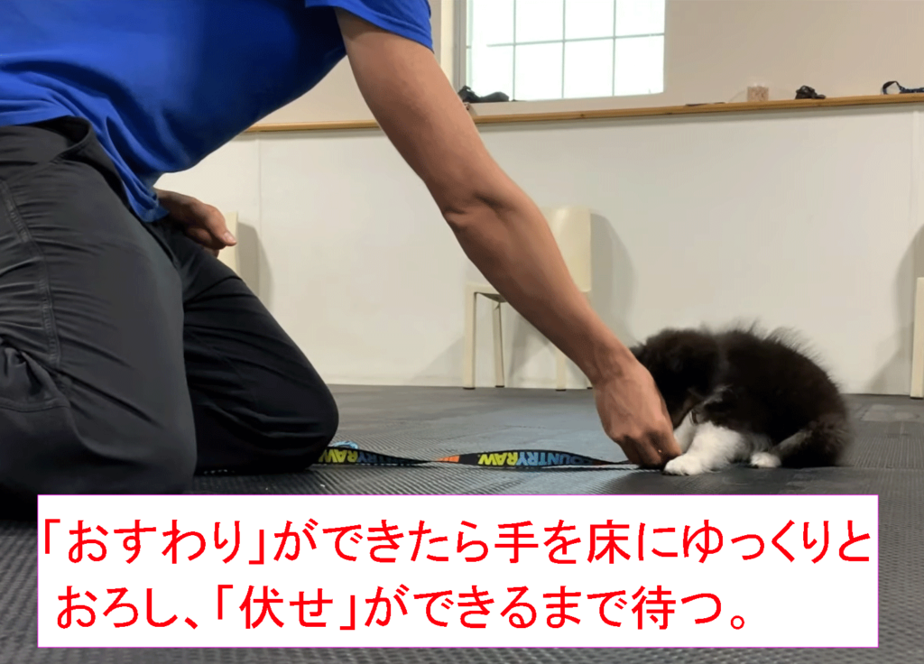 伏せ」ができるまで待つ