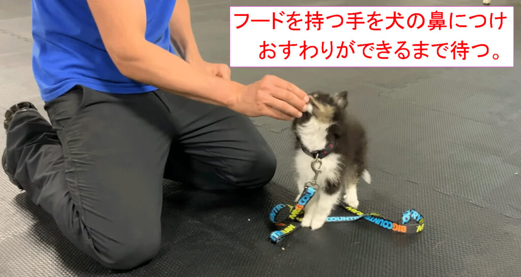フードを持つ手を犬の鼻につけ「おすわり」ができるまで待つ