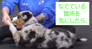 なでてる箇所を気にしたら