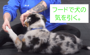 フードで犬の気をひく