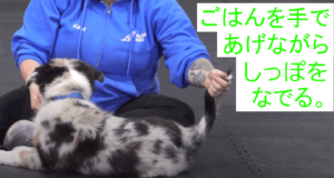 しっぽをなでる