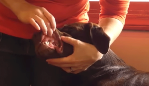 犬のくちびるを持ち上げる