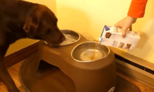 骨スープを水にいれる