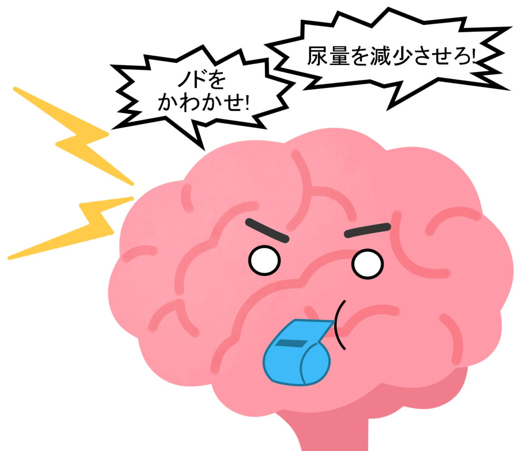 体内の水分を増やすよう指令を出すする脳