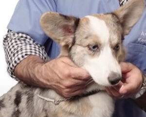 歯みがき粉を犬の前にかざす1