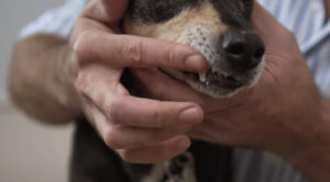 犬歯をマッサージする