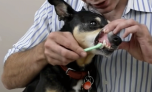 犬歯をみがく