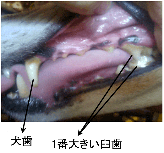 臼歯と犬歯
