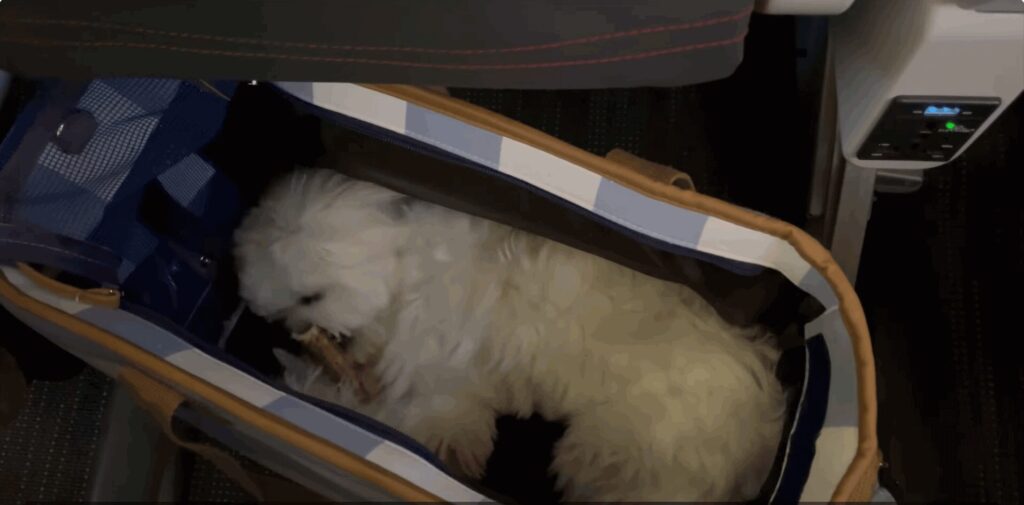 機内で鹿の角で遊ぶ犬