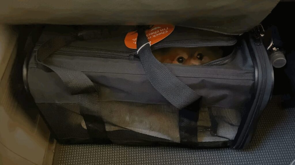 機内で座席の下におさまる犬