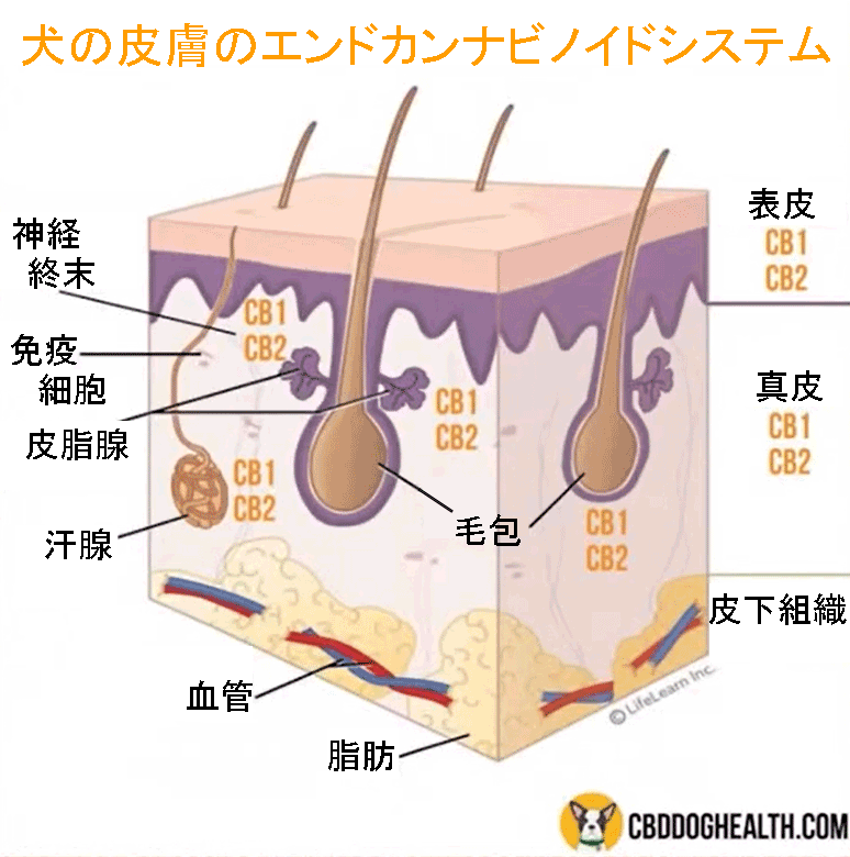 犬の皮膚のエンドカンナビノイドシステム